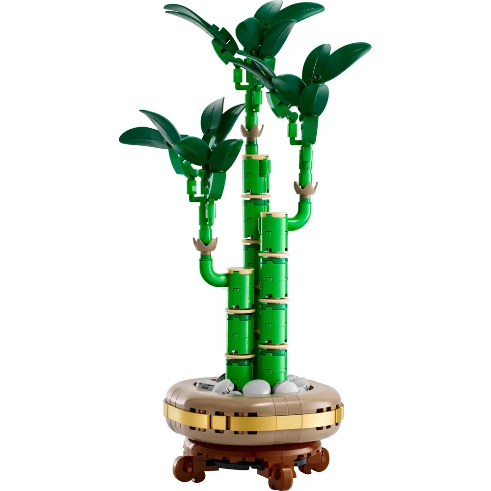 Lucky Bamboo