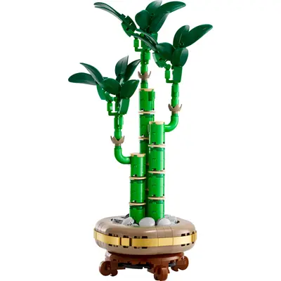 Lucky Bamboo