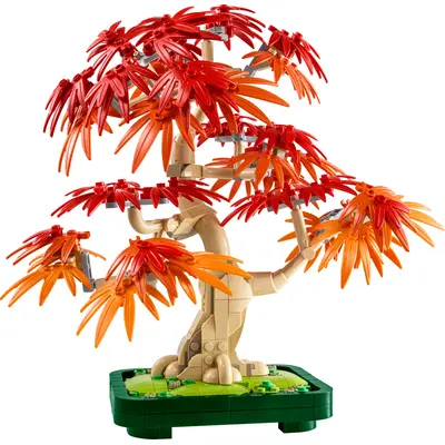 Japanese Red Maple Bonsai Tree