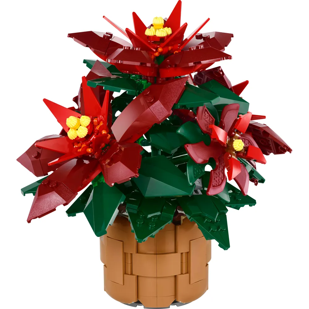 Poinsettia