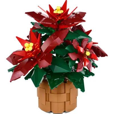 Poinsettia