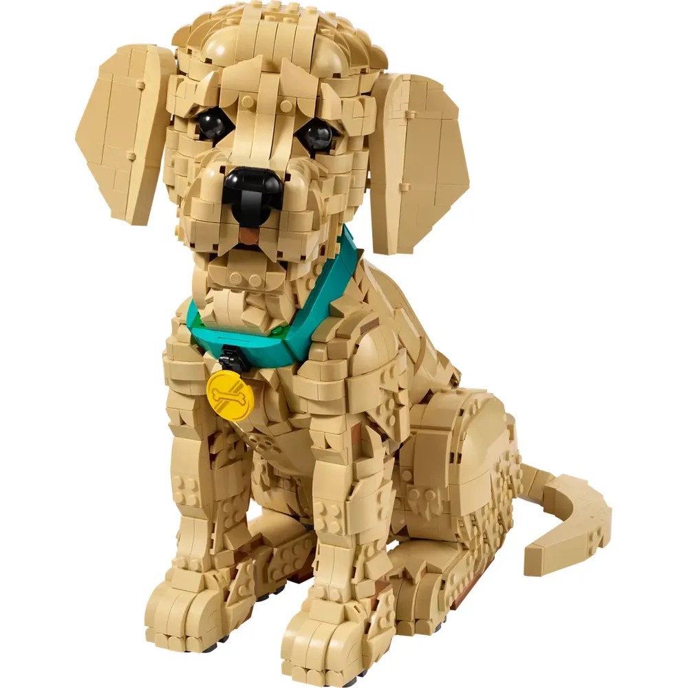 Golden Retriever Puppy