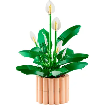 Peace Lily