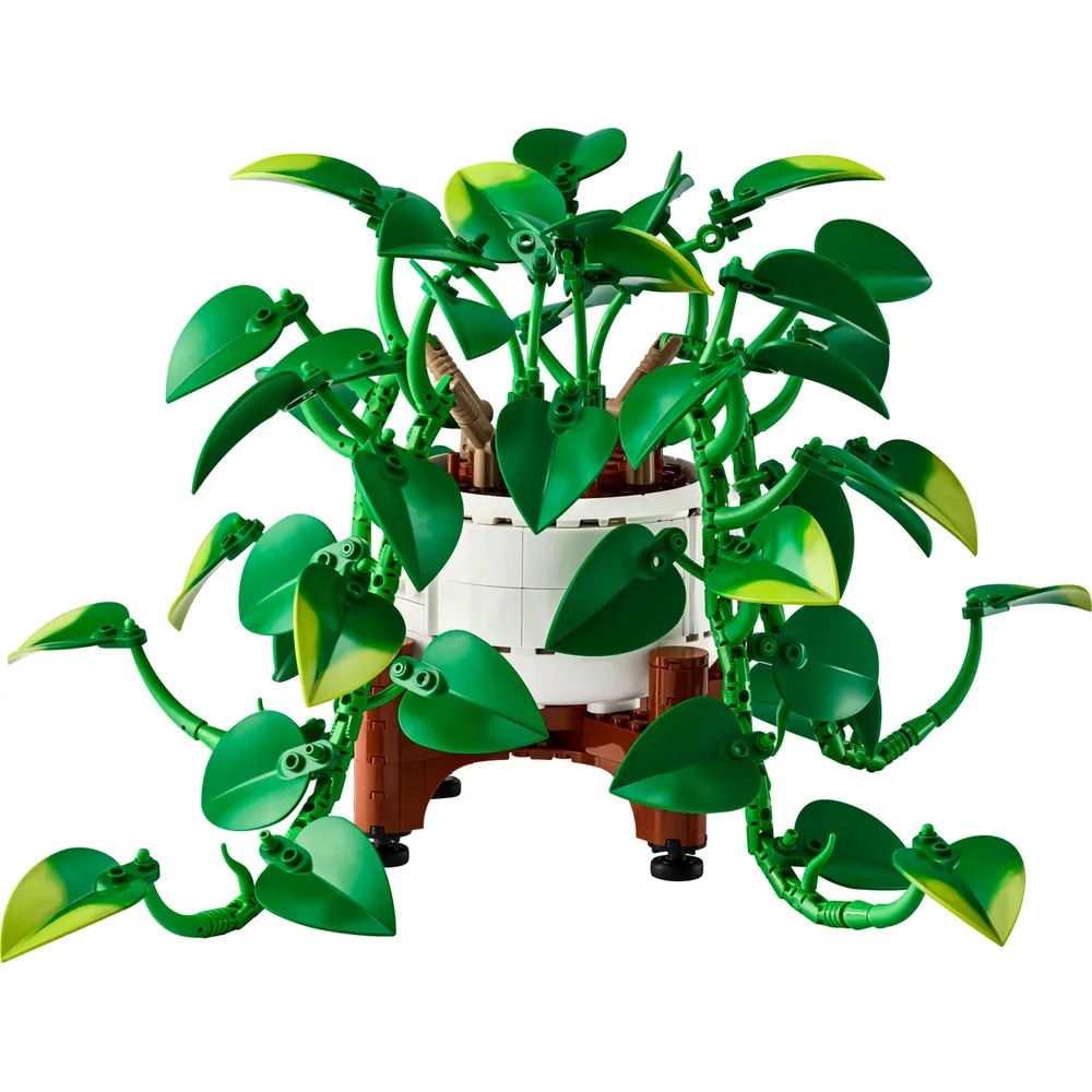 Hanging Golden Pothos