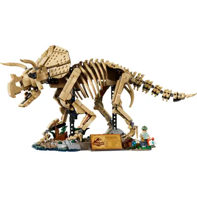 Dinosaur Fossils: Triceratops